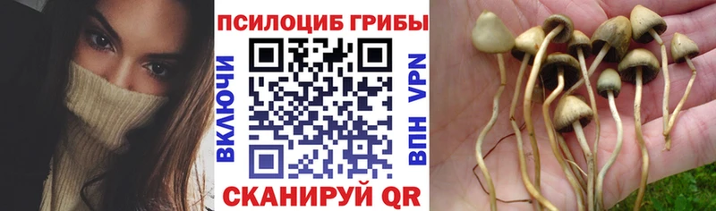 купить наркотики цена Тосно Псилоцибиновые грибы Psilocybine cubensis